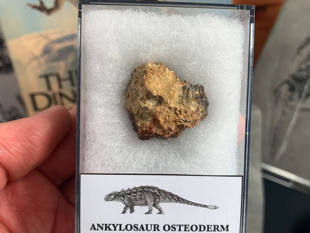 Ankylosaur Osteoderm (Lance Creek) #03