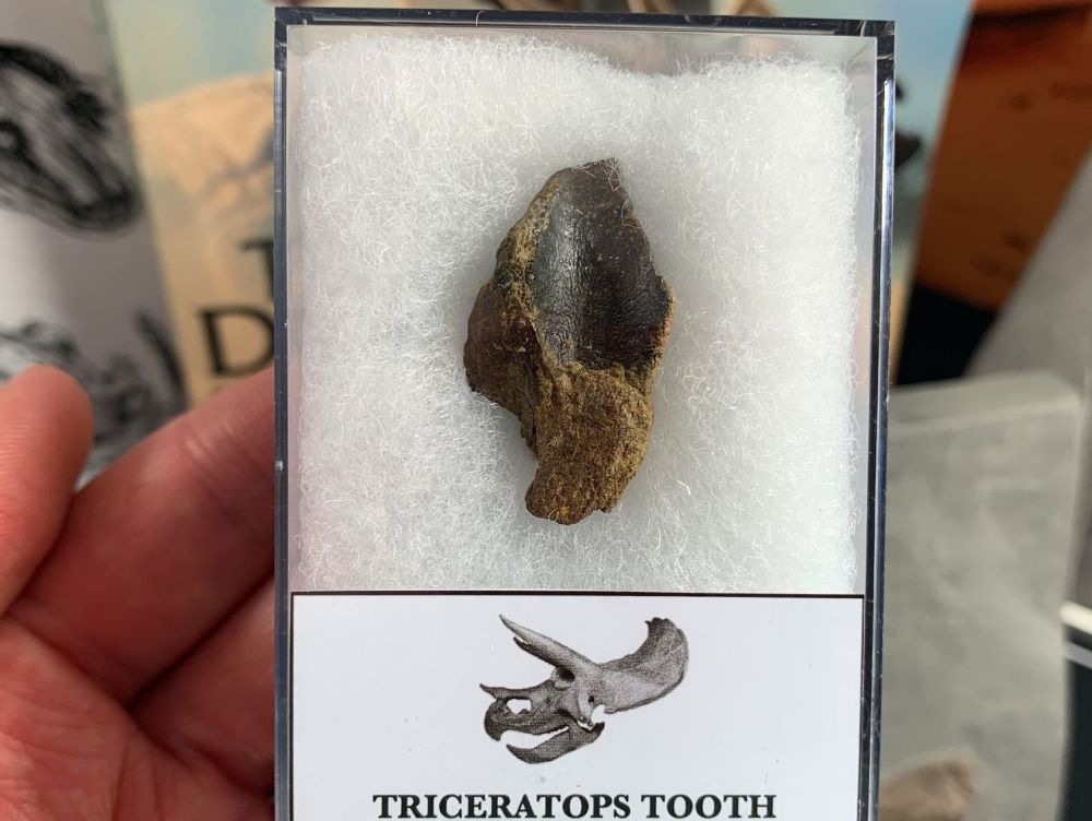 Triceratops Tooth (Lance Creek) #01