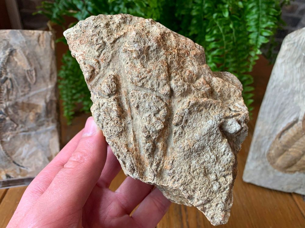 Triceratops Frill (Hell Creek) #12