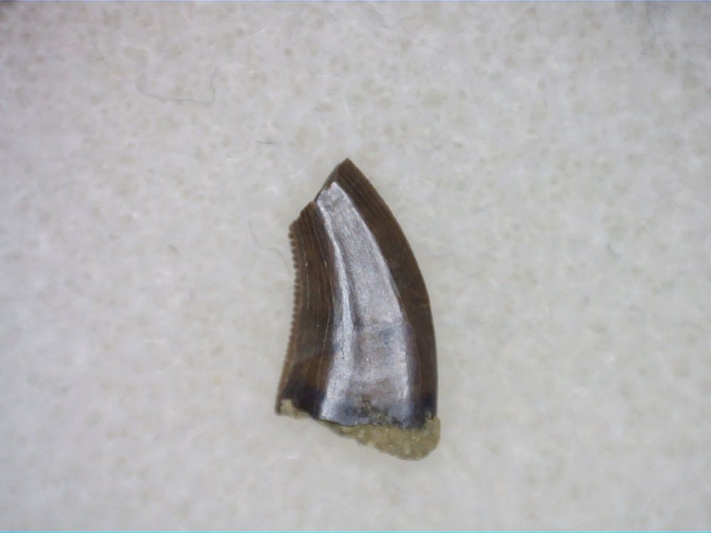 Acheroraptor Dromaeosaur (Raptor) Tooth #03
