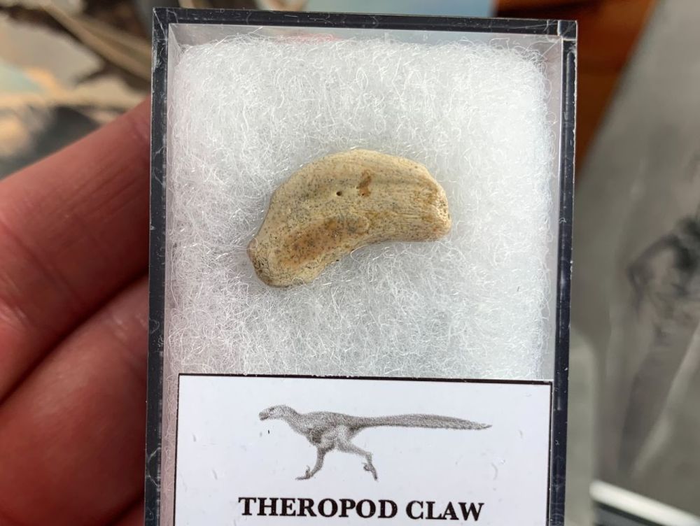 Theropod Dinosaur Claw (Lance Creek)