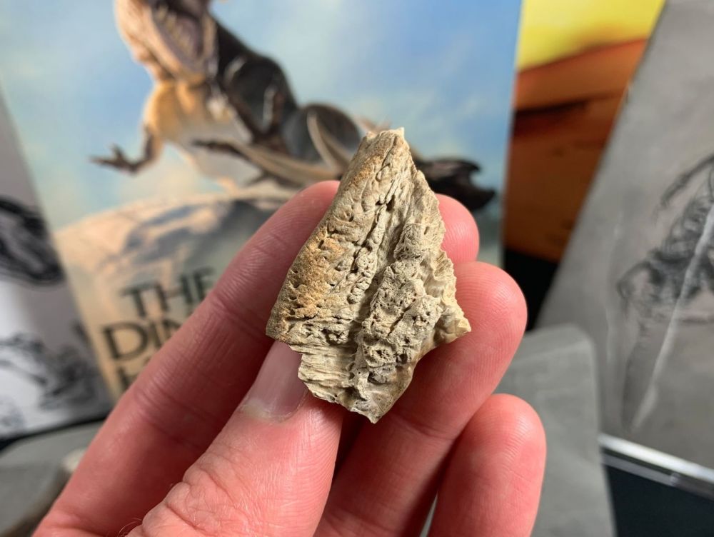 Pachycephalosaurus Skull Bone (Lance Creek)