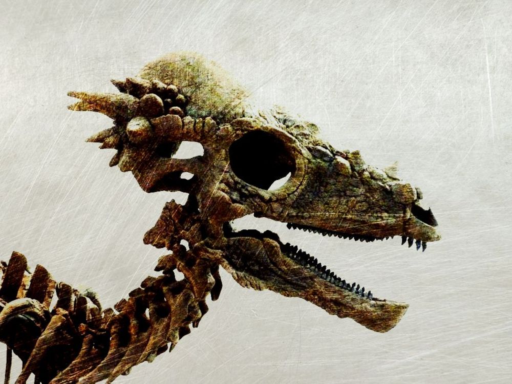 dinofossils
