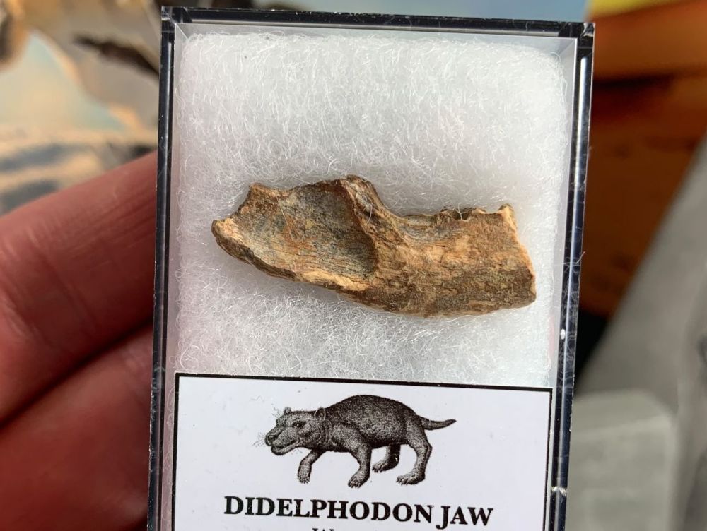 Didelphodon Mammal Jaw, Hell Creek #01