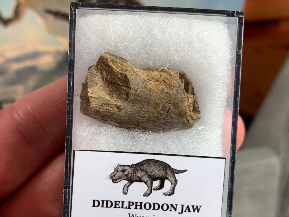 Didelphodon Mammal Jaw, Hell Creek #02