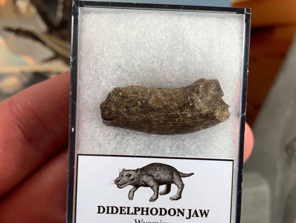 Didelphodon Mammal Jaw, Hell Creek #03