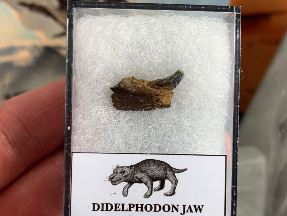 Didelphodon Mammal Jaw with Tooth (Lance Creek) #01