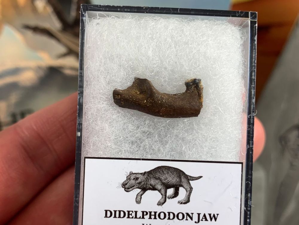 Didelphodon Mammal Jaw with Tooth (Lance Creek) #02