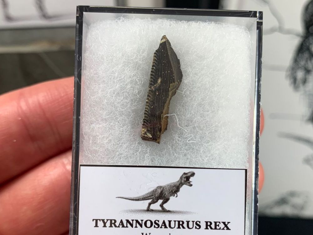 Tyrannosaurus rex Tooth Chunk #19