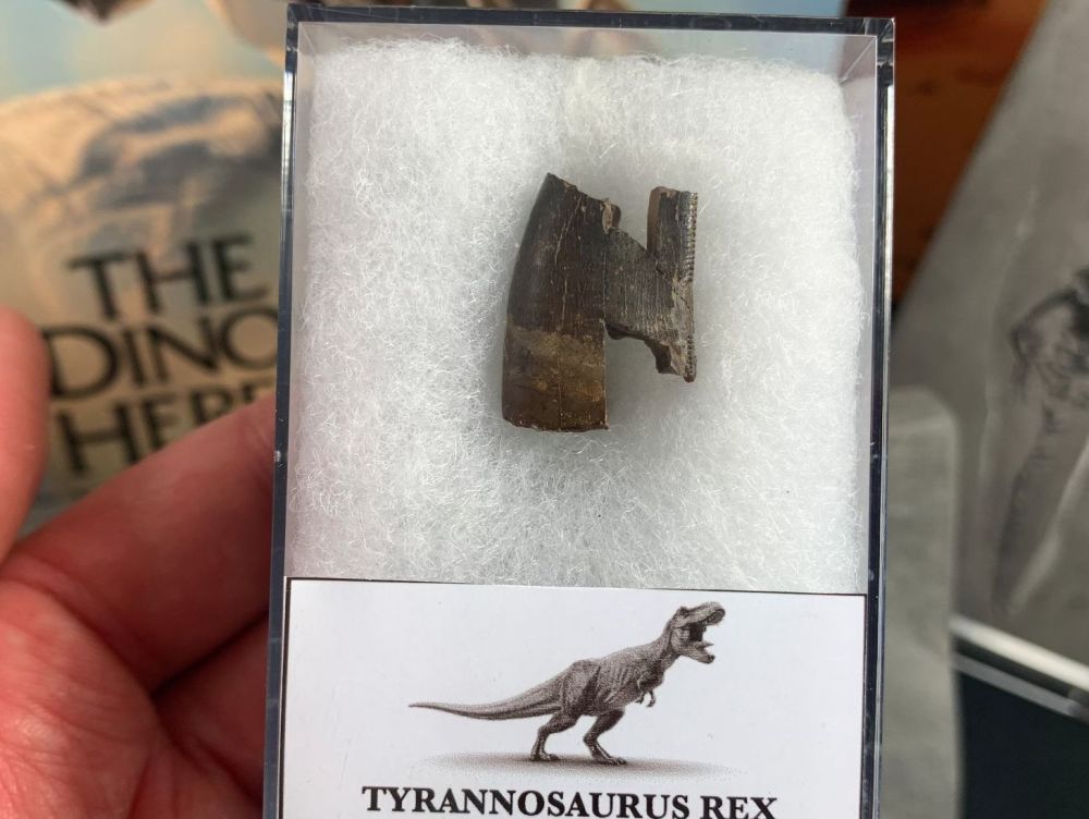 Large Tyrannosaurus rex Tooth Chunk #02