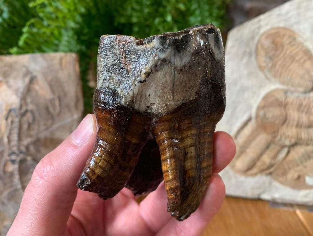 MUSEUM QUALITY Woolly Rhino Tooth #02