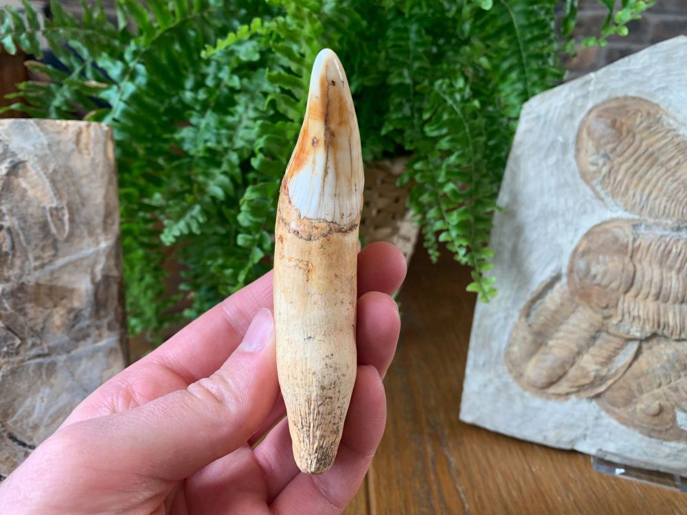 MUSEUM QUALITY Ursus spelaeus Cave Bear Canine (4.25 inch) #02