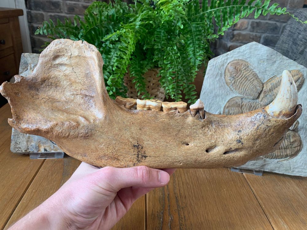 Ursus spelaeus Cave Bear Jaw (12.5 inches)