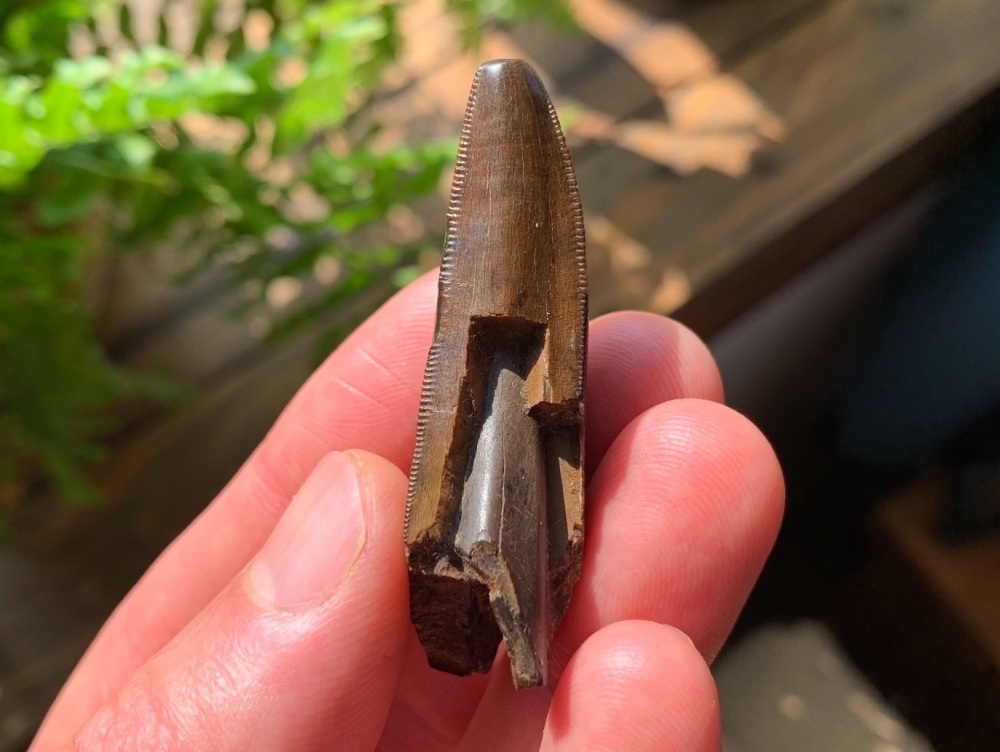Tyrannosaurus rex Premax Tooth (2 inch)