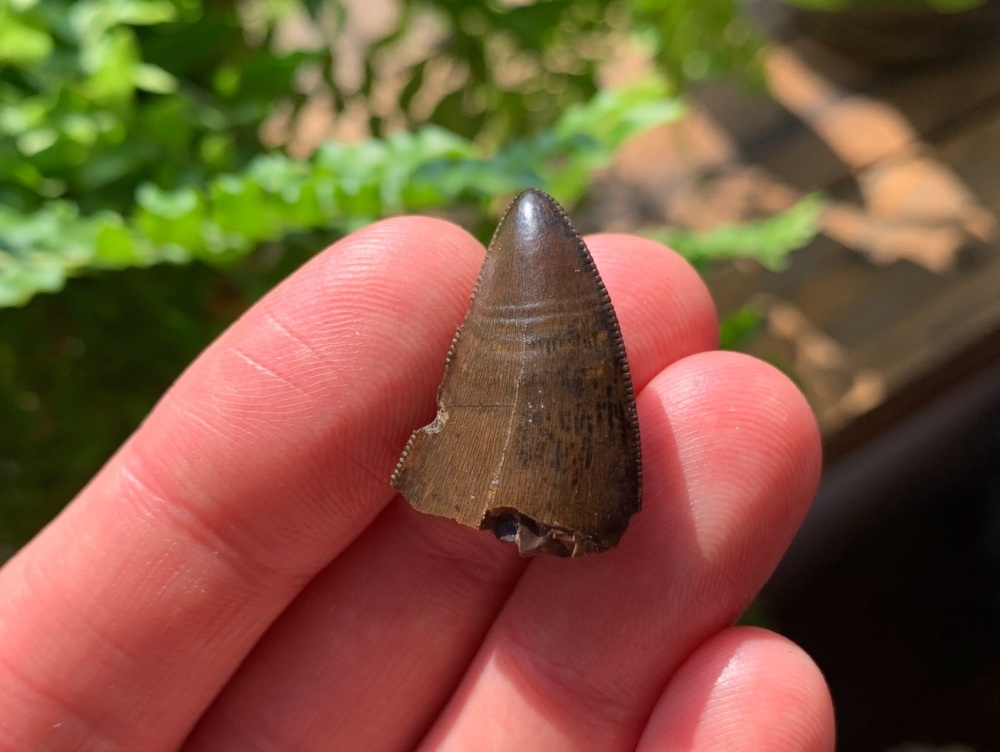 Tyrannosaurus rex Tooth Tip (1 inch)