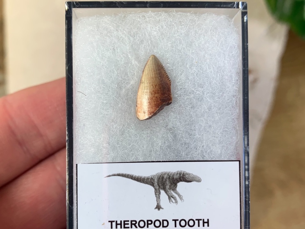 Theropod Tooth, Niger (Tiouraren Formation) #08