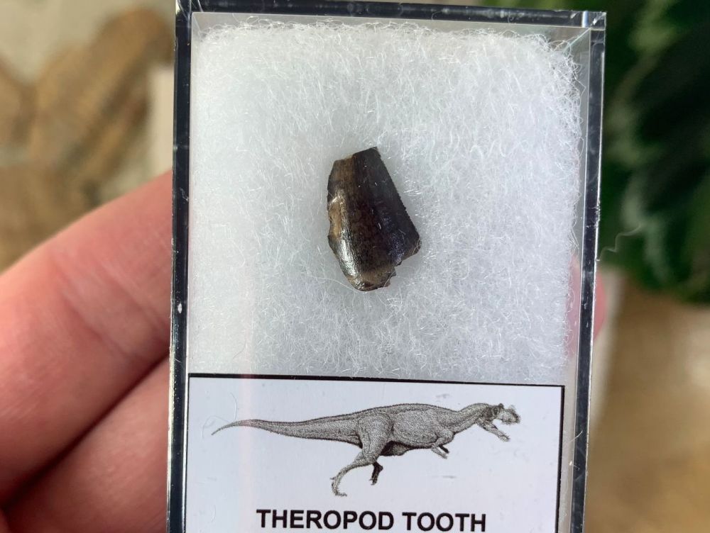 Theropod Tooth, Portugal #05