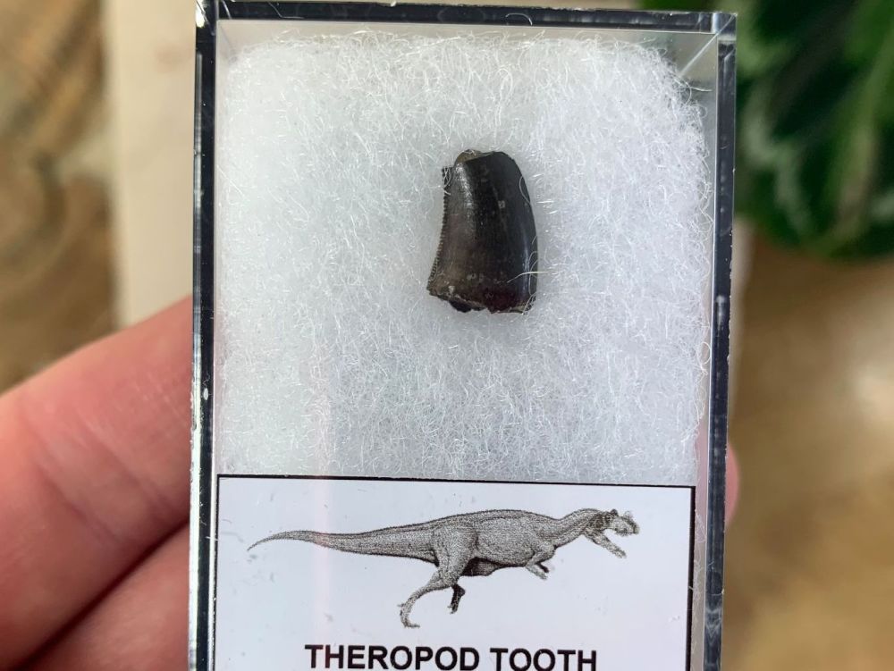 Theropod Tooth, Portugal #06