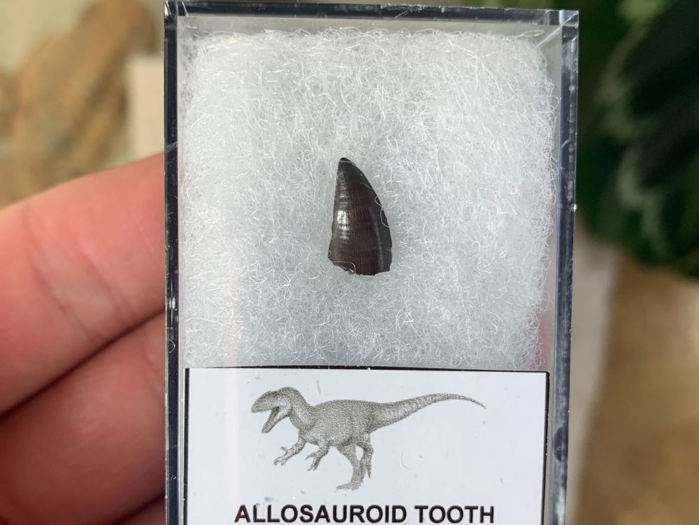 Allosauroid Tooth, France #01
