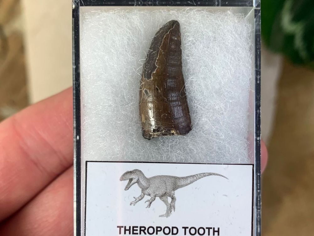 Theropod Tooth, France #01