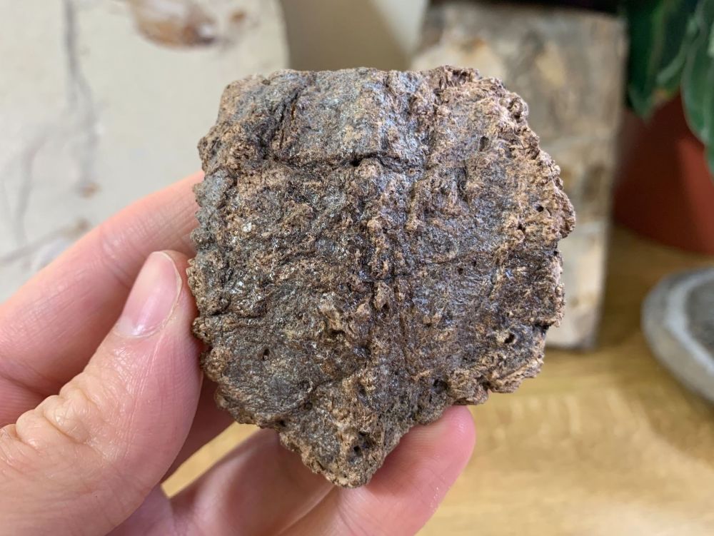 RARE Europelta carbonensis Ankylosaur Osteoderm, Spain #01