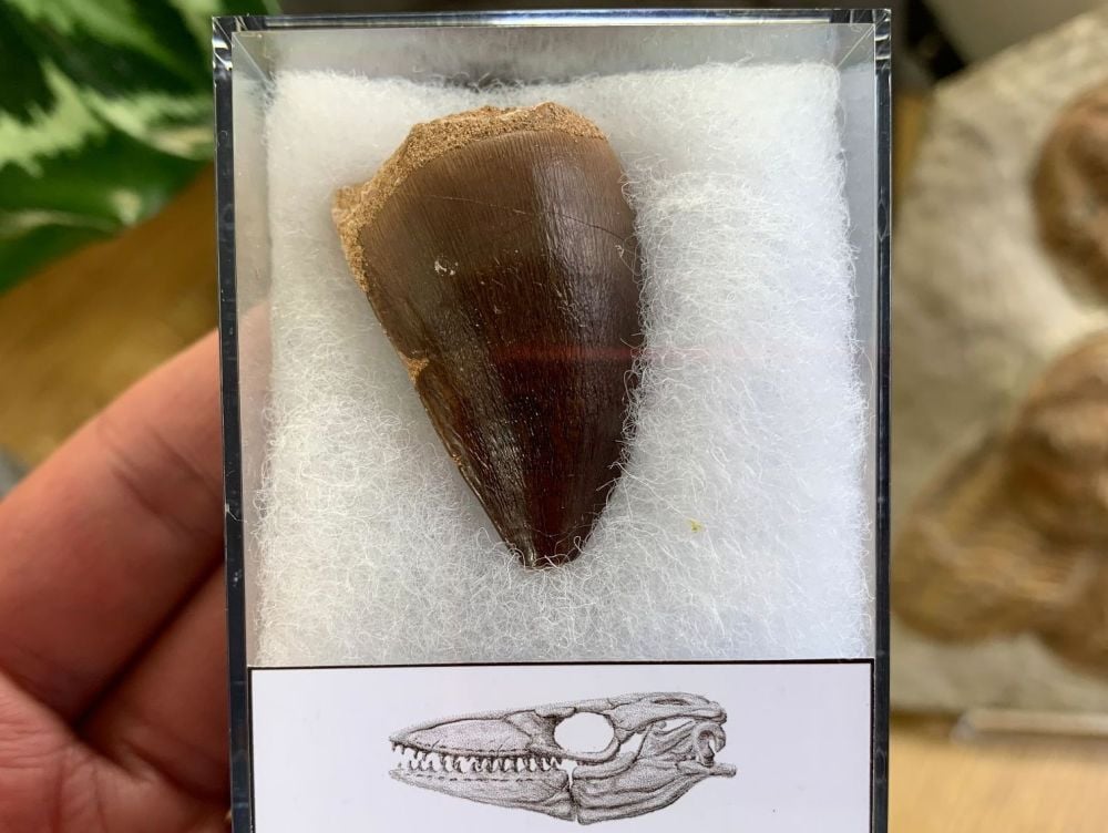 Large Mosasaur Tooth (1.44 inch) #02