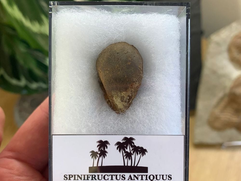 Spinifructus antiquus, Palm Fruit (Hell Creek) #01