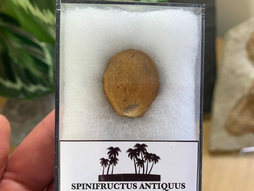 Spinifructus antiquus, Palm Fruit (Hell Creek) #02