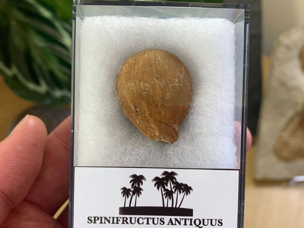 Spinifructus antiquus, Palm Fruit (Hell Creek) #03