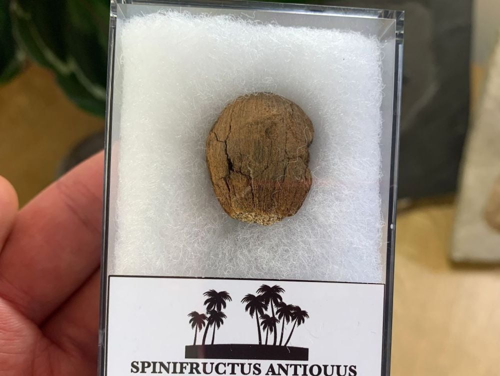 Spinifructus antiquus, Palm Fruit (Hell Creek) #04