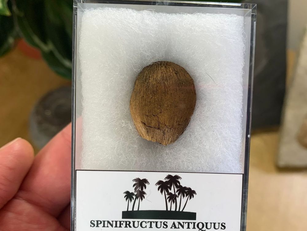 Spinifructus antiquus, Palm Fruit (Hell Creek) #05