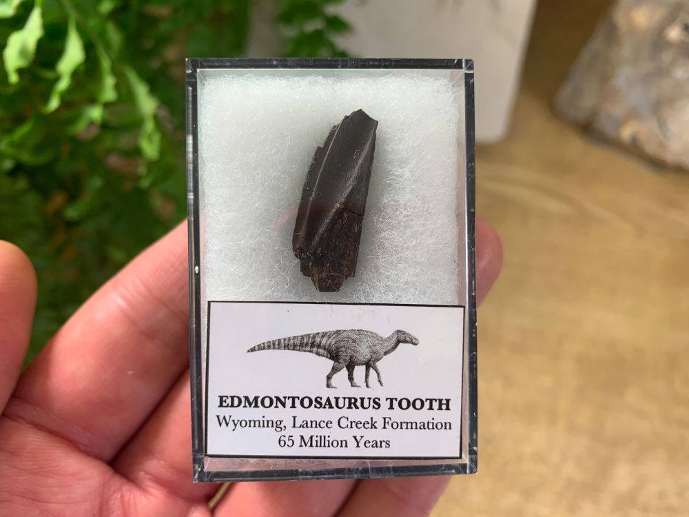 Edmontosaurus Tooth (Lance Creek) #11