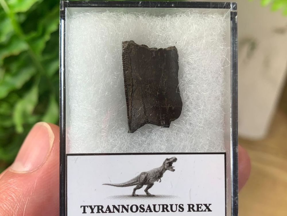 Tyrannosaurus rex Tooth Chunk (0.81 inch) #01