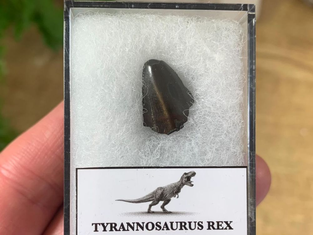 Tyrannosaurus rex Tooth Tip (0.59 inch)