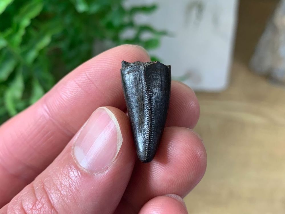 Juvenile Tyrannosaurus rex Tooth (1 inch)