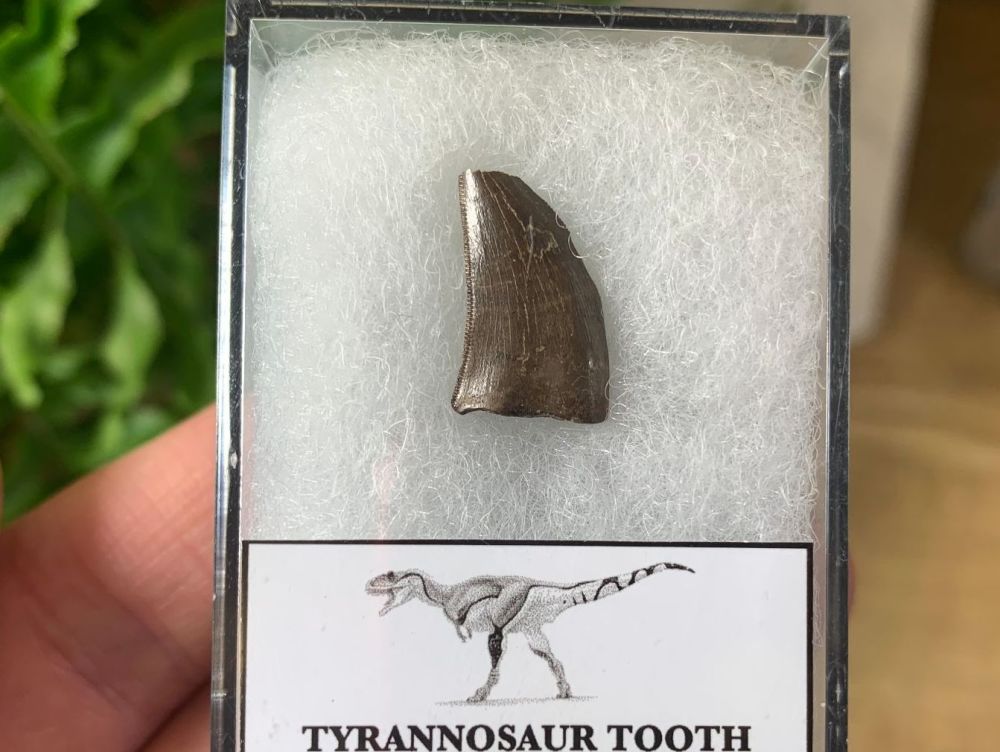 Daspletosaurus/Gorgosaurus Tooth (Judith River Fm.) #18