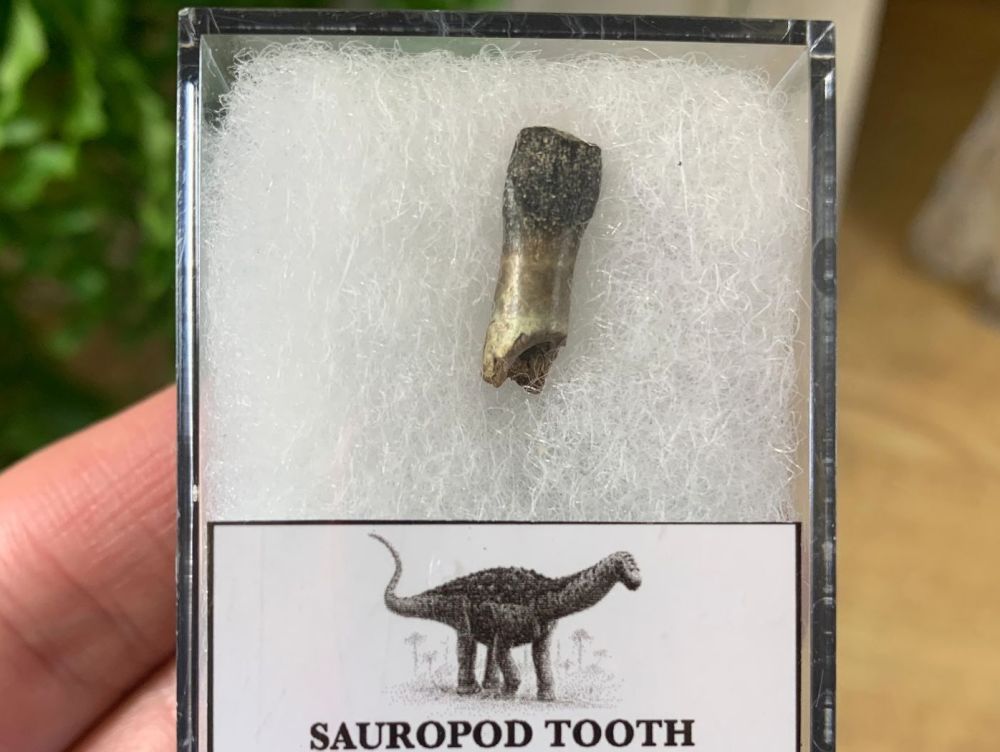 Eusauropoda Sauropod Tooth, Madagascar (Jurassic)