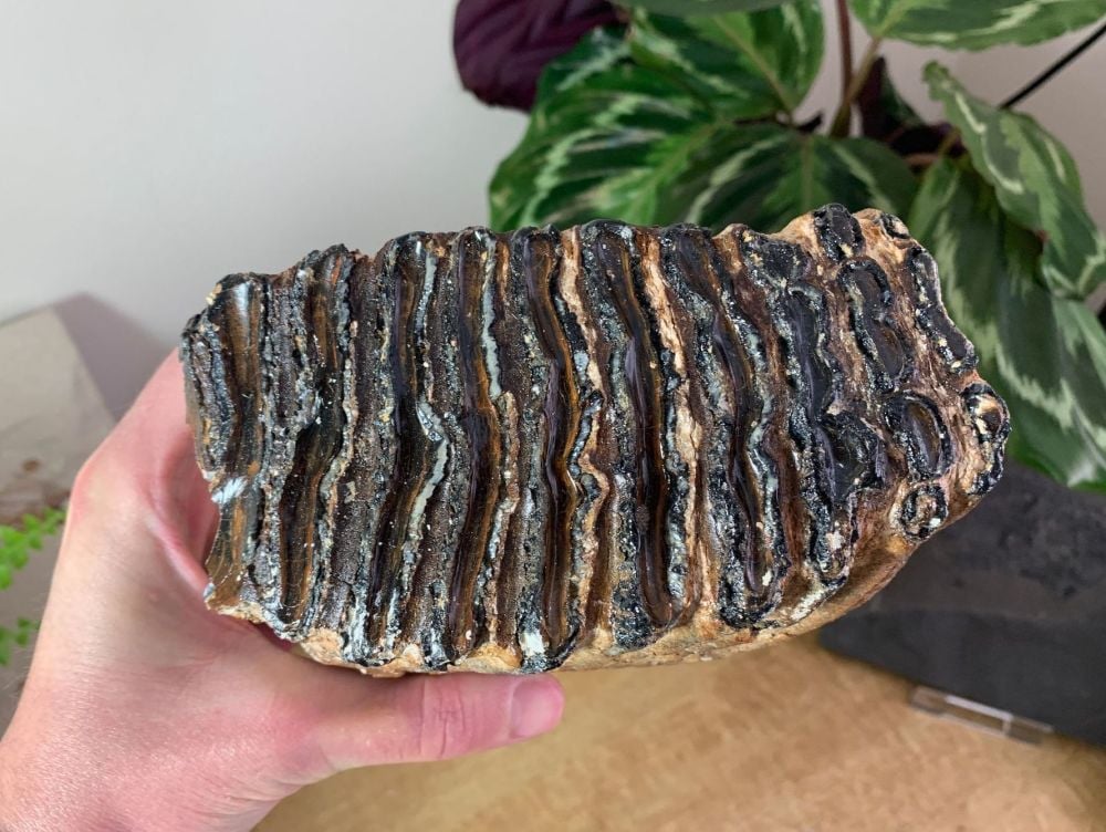 Woolly Mammoth Tooth #17