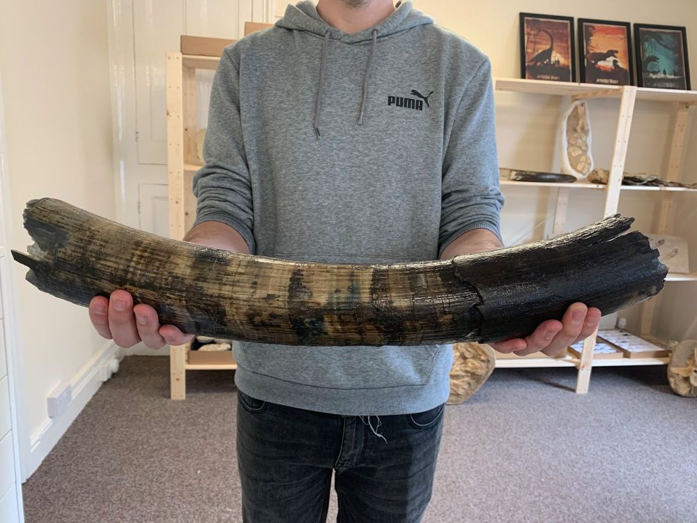 Large Woolly Mammoth Tusk (1.9ft)