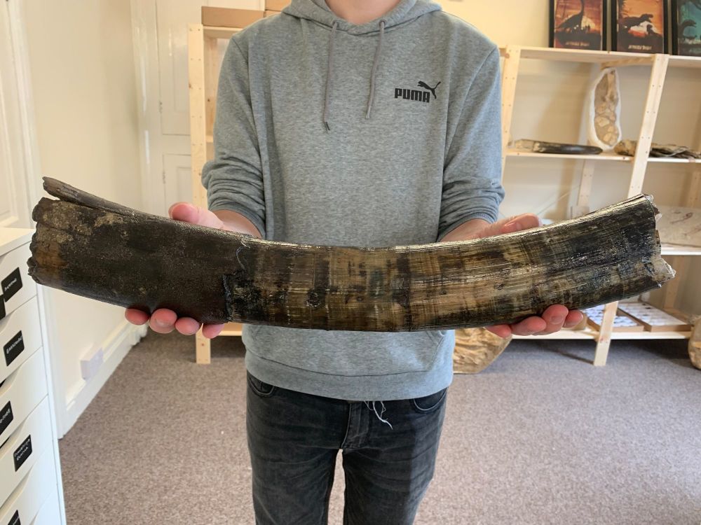 Large Woolly Mammoth Tusk (1.9ft)