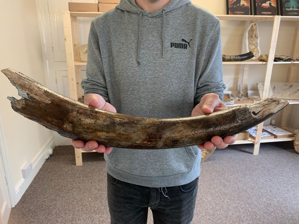 Large Woolly Mammoth Tusk (1.6ft)