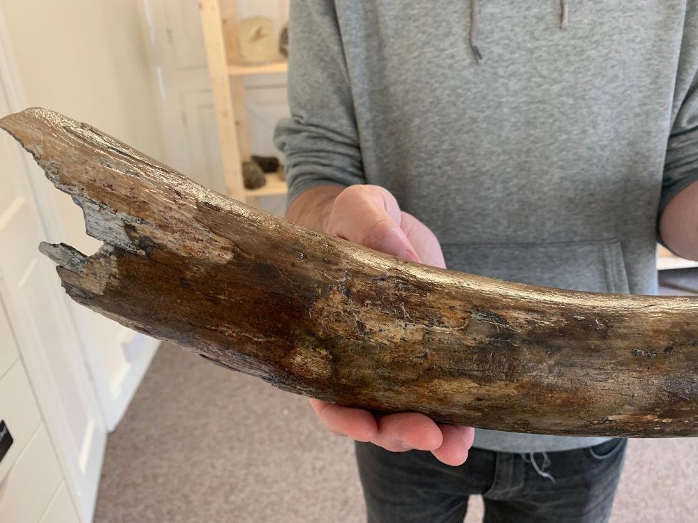 Large Woolly Mammoth Tusk (1.6ft)