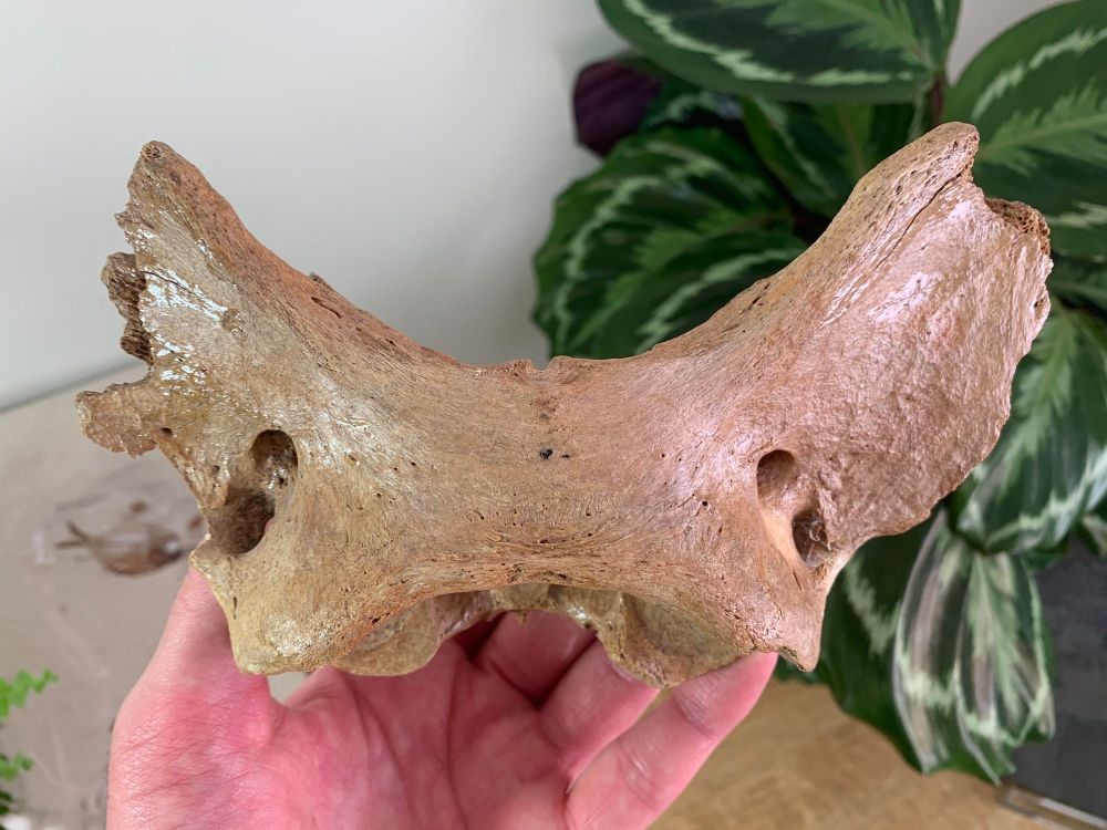 Cave Bear Atlas Vertebra #01