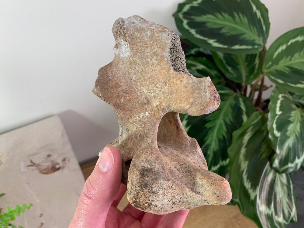 Cave Bear Axis Vertebra #01