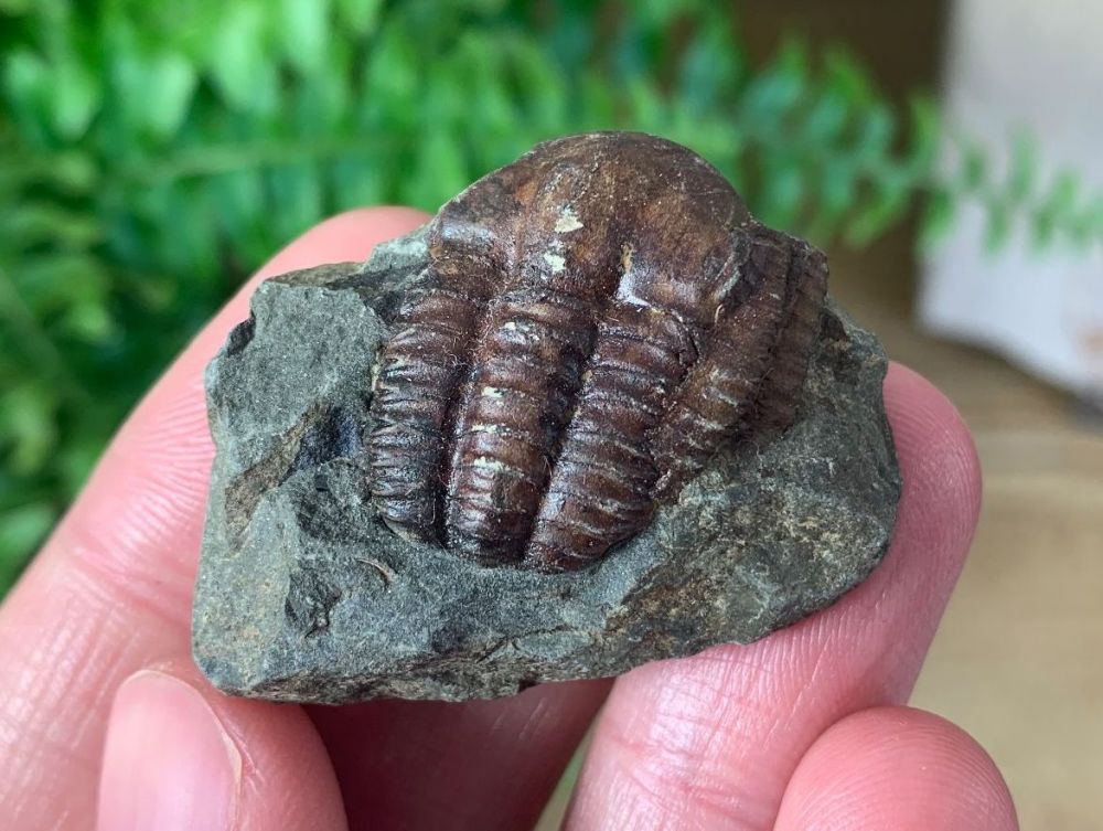 Ellipsocephalus hoffi, Czech Republic #02