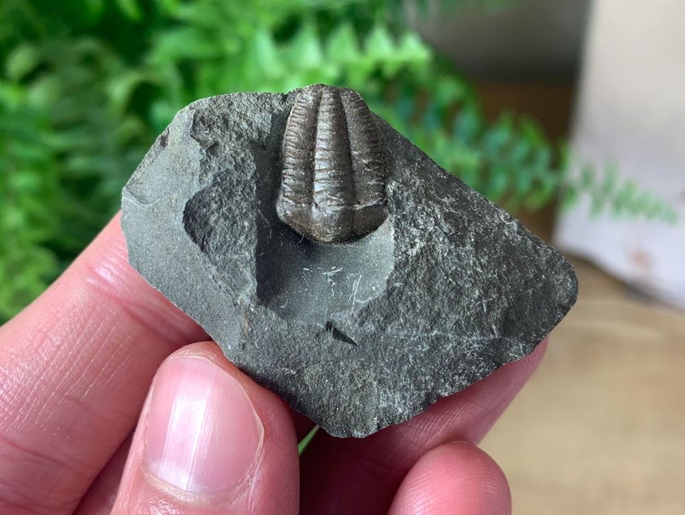 Ellipsocephalus hoffi, Czech Republic #04