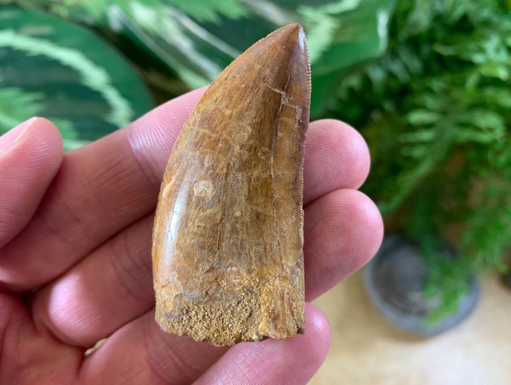 Carcharodontosaurus Tooth - 2 inch #CT01