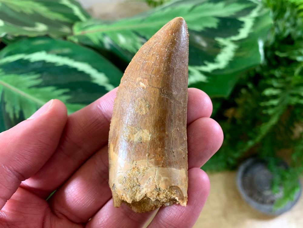 Carcharodontosaurus Tooth - 2.88 inch #CT02