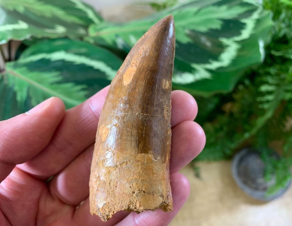 Carcharodontosaurus Tooth - 3 inch #CT03