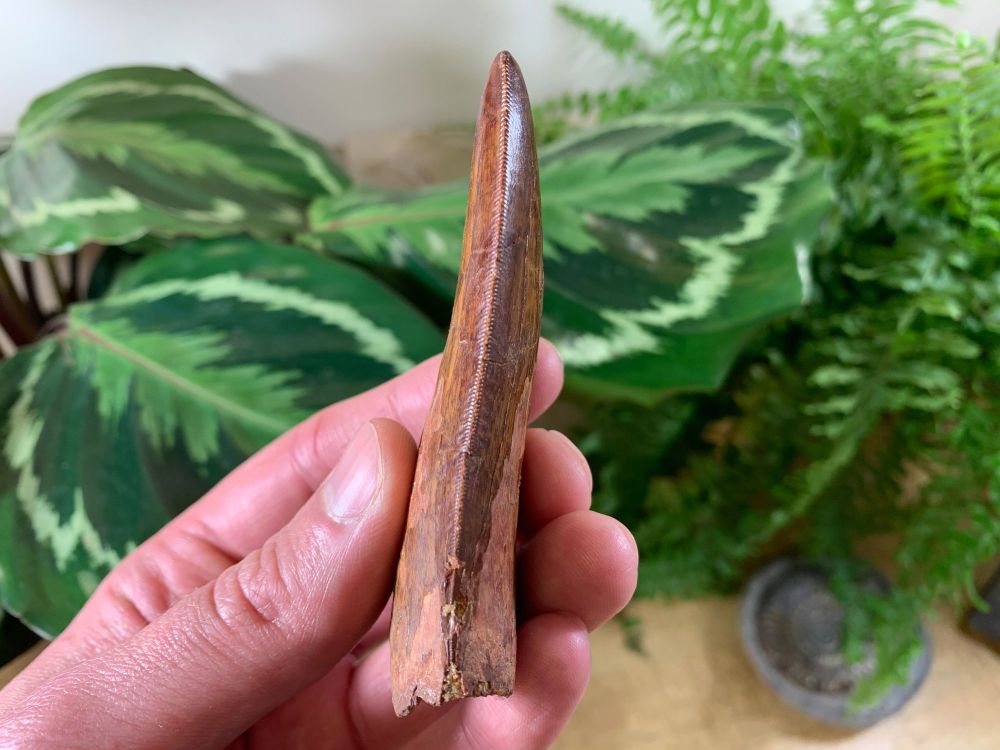 MUSEUM QUALITY Carcharodontosaurus Tooth - 3.69 inch #MC01